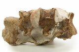 Fossil Pliosaur (Brachauchenius?) Vertebrae - Asfla, Morocco #328650-2